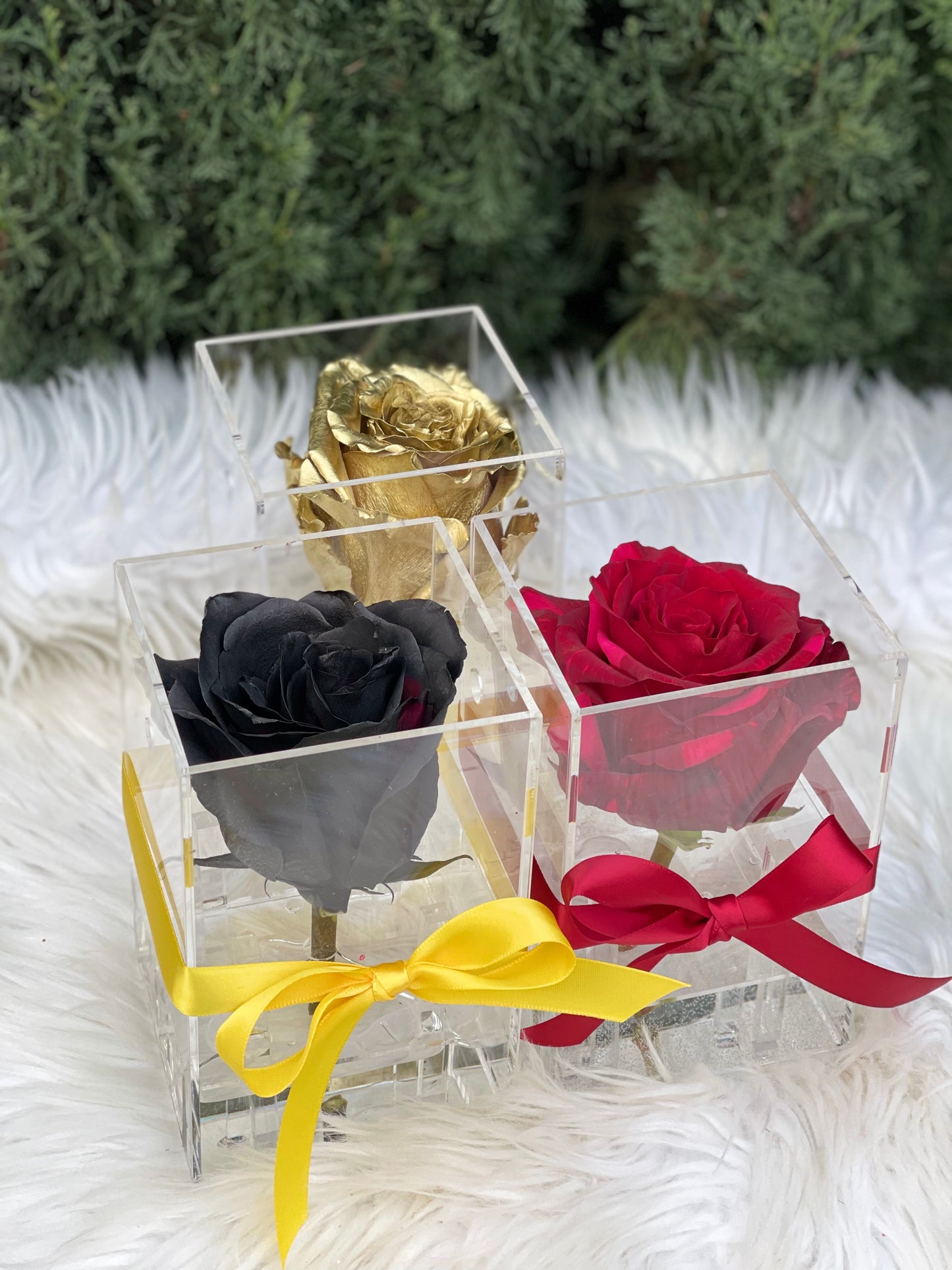 Rose in Clear Box